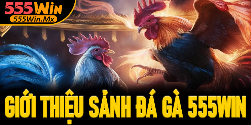 Giới thiệu sảnh đá gà 555win
