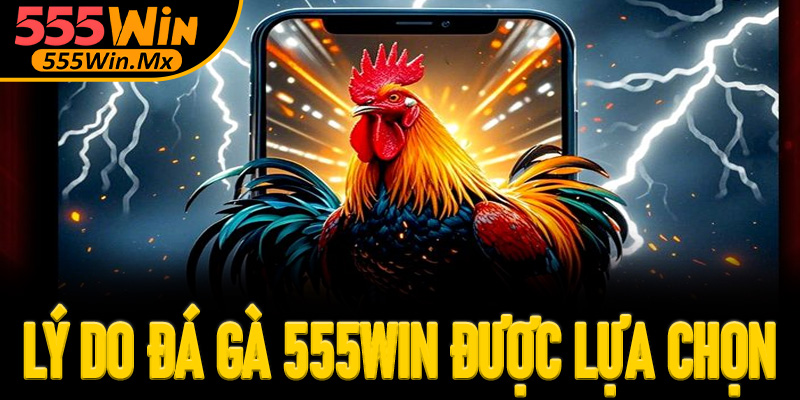 Lý do sảnh đá gà 555win được người chơi lựa chọn