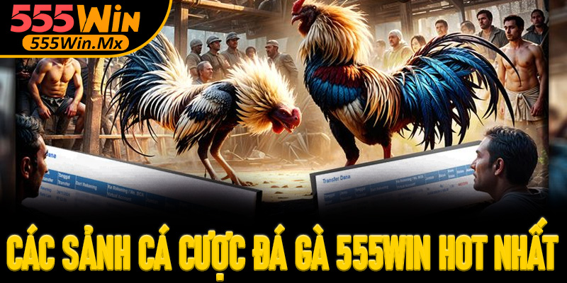 Các sảnh cá cược đá gà 555win hot nhất