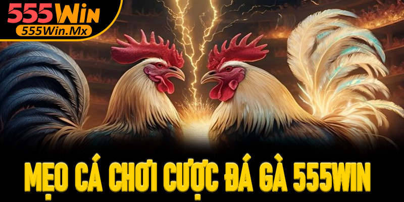 Mẹo cá chơi cược đá gà 555win từ các cao thủ